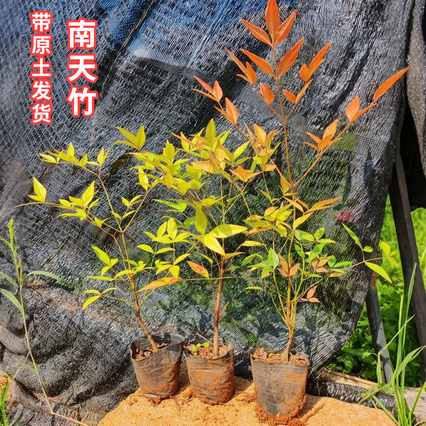 南天竹树苗带盆带土绿化