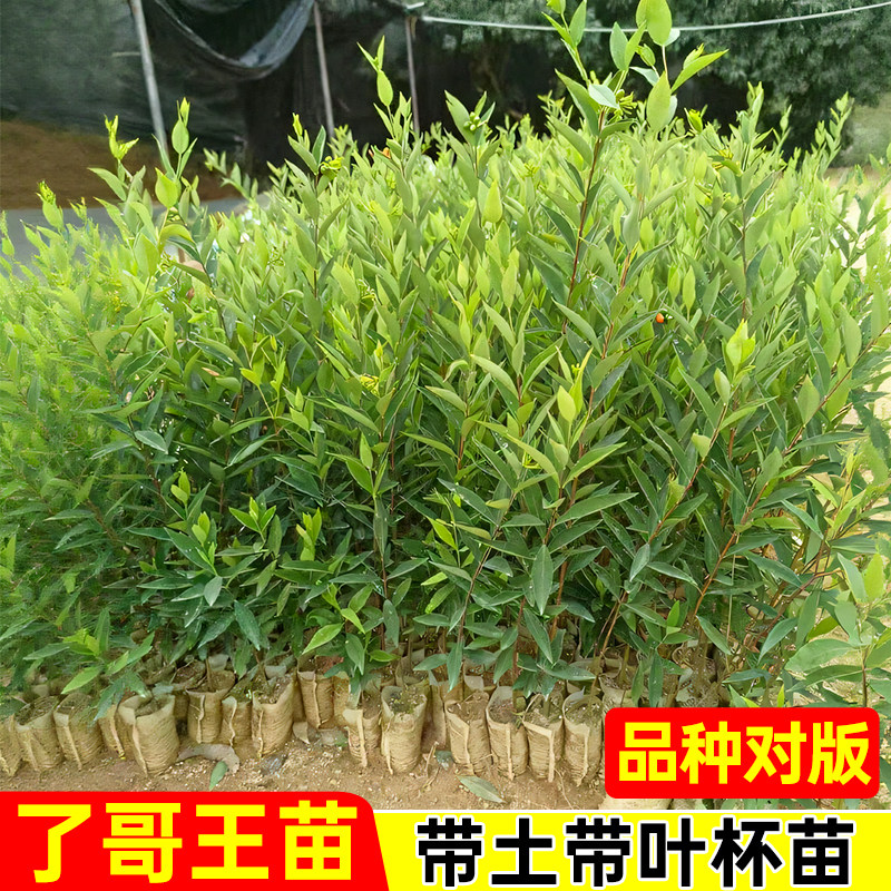 广西正宗了哥王南岭荛花九信菜金腰带鸡子麻狗颈树草药草种子种苗