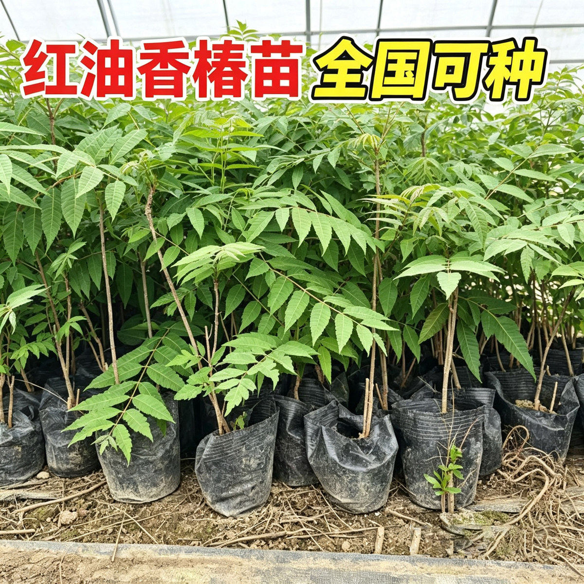正宗红油香椿苗地栽食用矮化红椿树苗北方种植盆栽新鲜香椿芽种苗