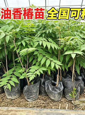 正宗红油香椿苗地栽食用矮化红椿树苗北方种植盆栽新鲜香椿芽种苗