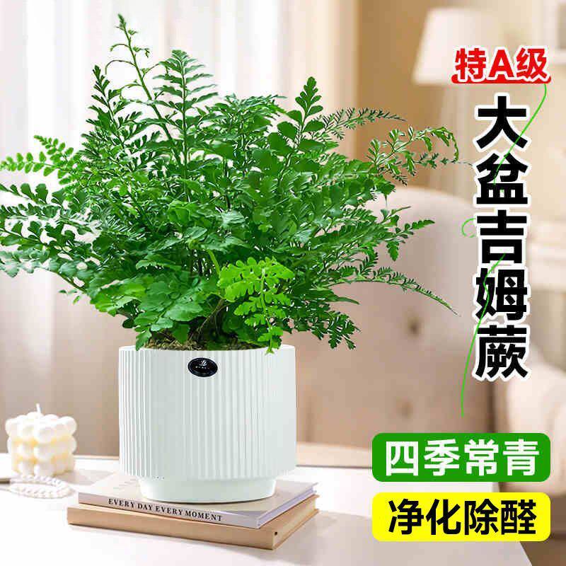 吉姆蕨盆栽耐阴好养室内绿植