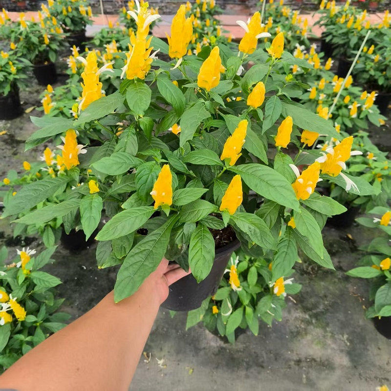 黄金塔花盆栽金苞花苗黄虾花卉黄金宝塔花苗四季观赏植物绿植盆栽