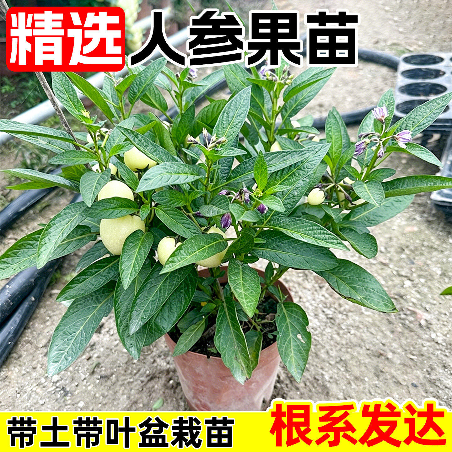 人参果苗当年结果茄瓜果盆栽人生果树仙桃苗正宗食用长寿果苗阳台