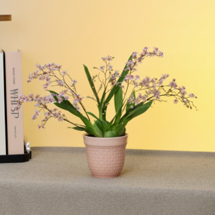 光宗粉文心兰梦香兰盆花苞有香味桌面客厅花卉植物室内花期长盆栽