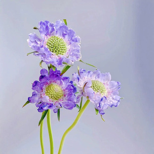 新鲜蓝盆花鲜花云南基地室内水养植物新鲜插花鲜切花真花花束