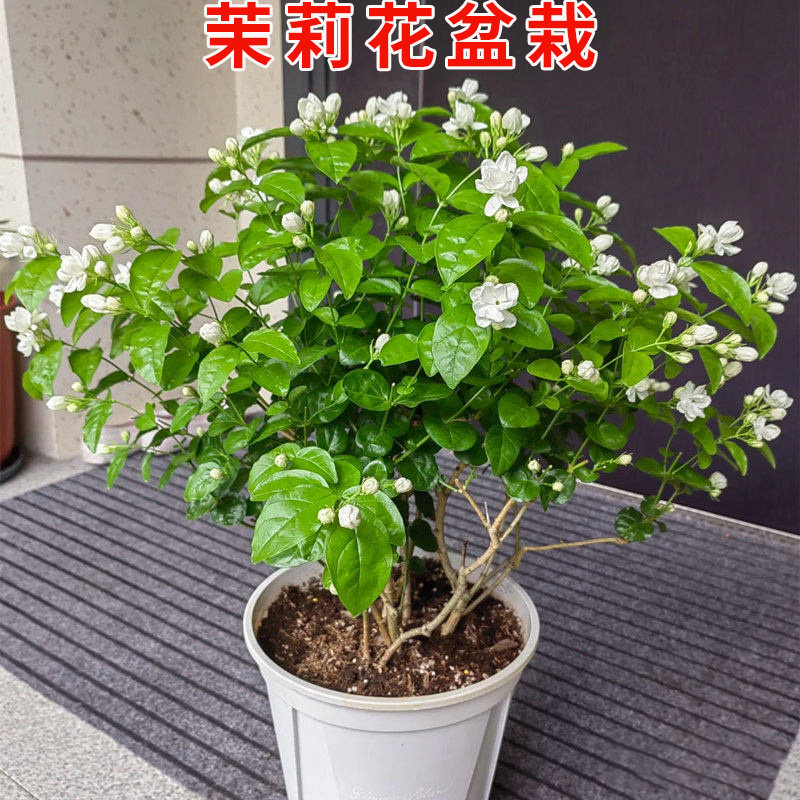 茉莉花盆栽浓香型植物室内客厅绿植花卉庭院阳台栀子花卉基地直发