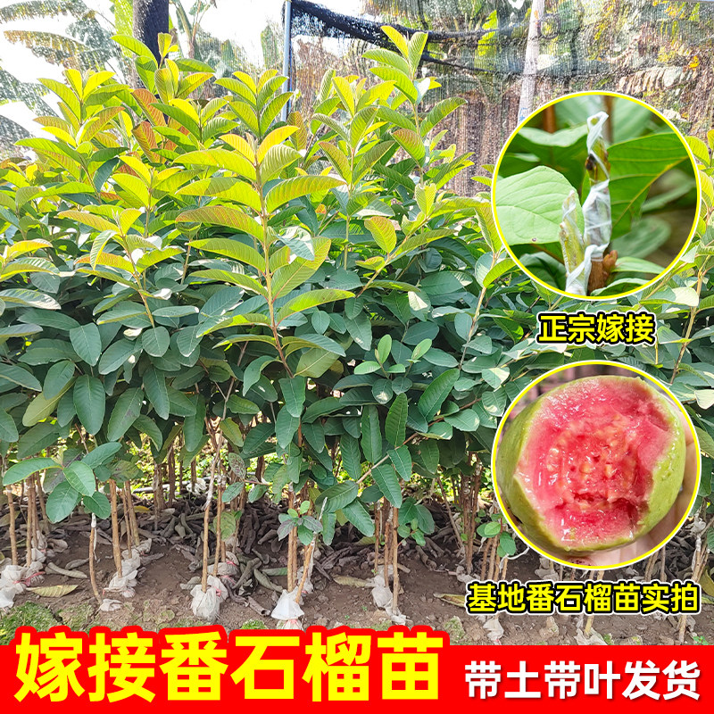 嫁接番石榴泥球苗正宗珍珠白心