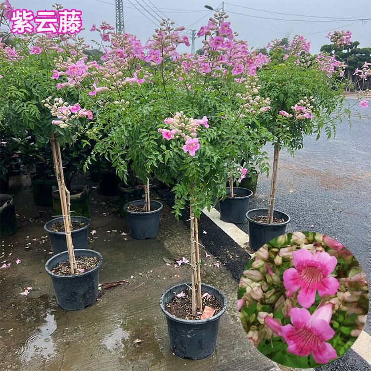 紫云藤盆栽苗带花苞好养粉凌霄花苗爬藤阳台庭院好养绿植篱笆盆栽