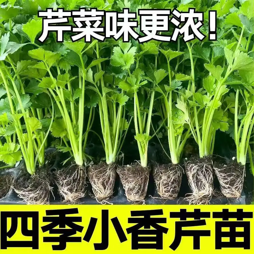 皇后西芹四季西芹四季香芹种子秋季盆栽阳台蔬菜种籽幼苗秧苗带土