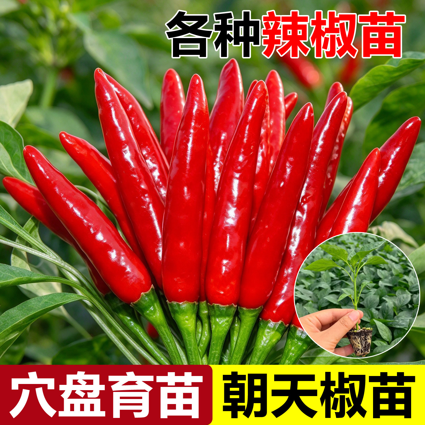 朝天椒苗秧辣椒苗小米辣青椒树苗种苗四季种植阳台盆栽蔬菜苗种植