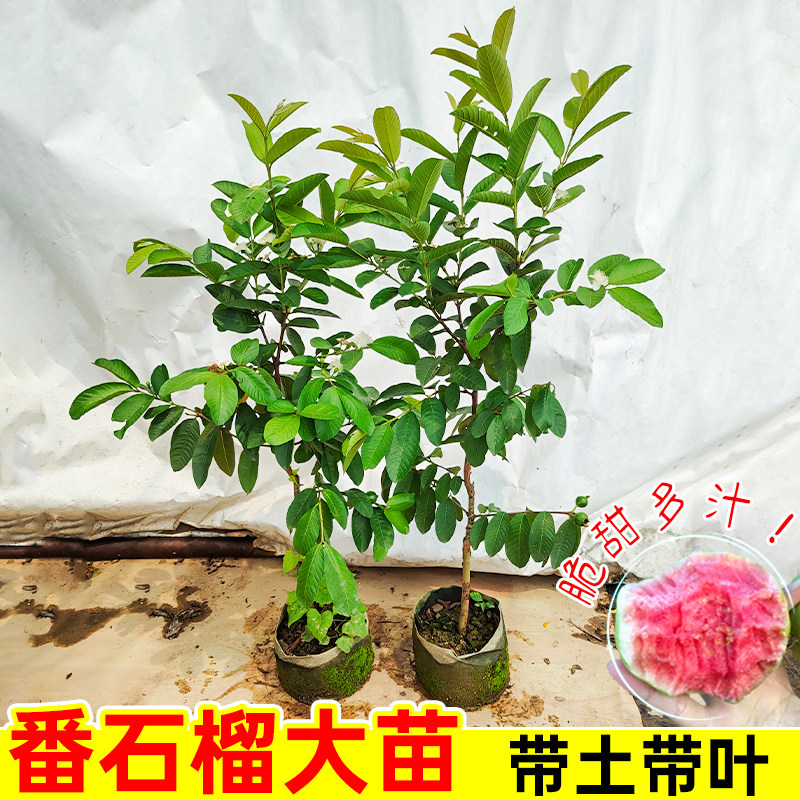 精品番石榴大苗带土带叶红心芭乐珍珠无籽芭乐盆栽地栽南北方种植