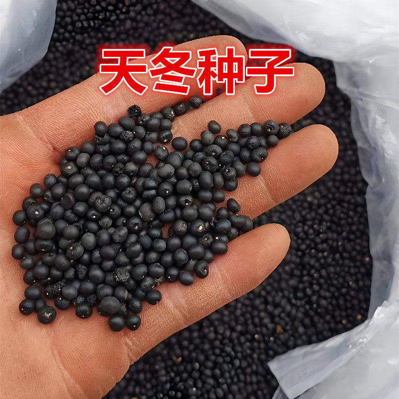 优质天冬种子大天门冬当年采摘干净饱满天冬中草药种种植良品种子
