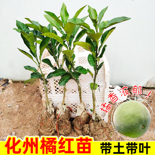 化州黄龙橘红树苗带土带叶嫁接苗