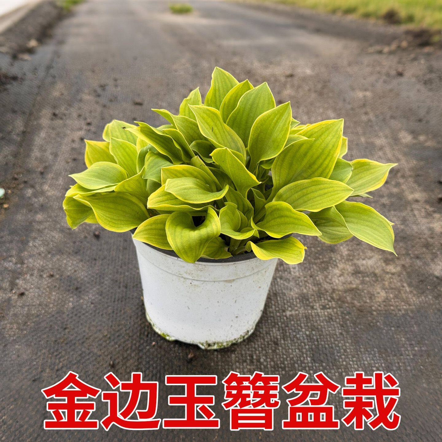 金边玉簪花苗绿植盆栽室内阳台室外庭院种植金边玉簪观花绿植耐寒