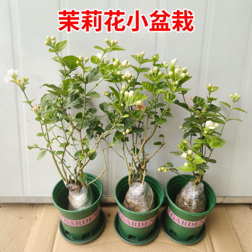 茉莉花苗盆栽带花苞九里香老桩驱蚊水培栀子花卉庭院绿植四季开花