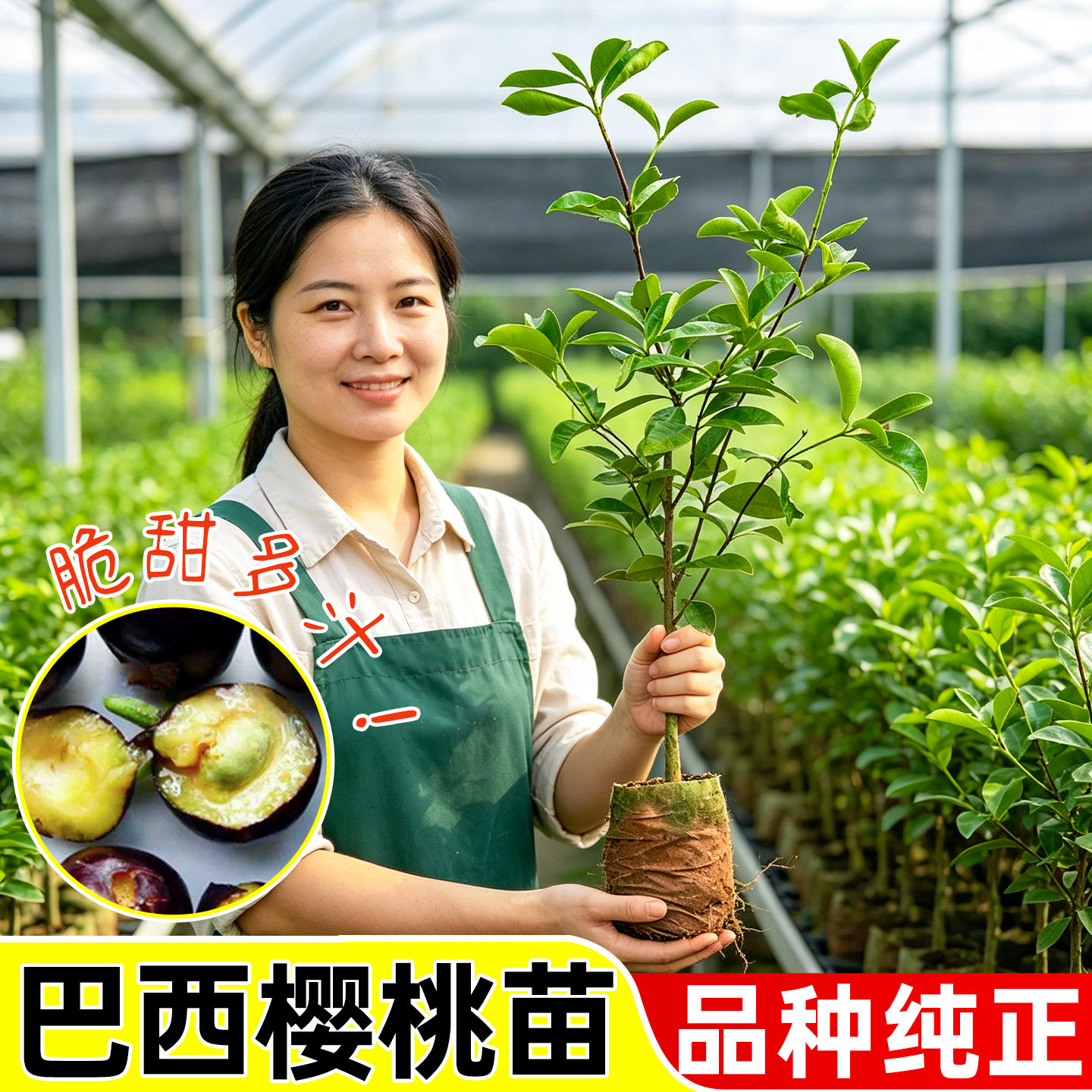 巴西樱桃树苗带土带叶南北方种植