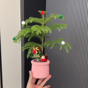好养南洋杉绿植套装 粉色圆盆火山石 圣诞装饰配件一站式配齐