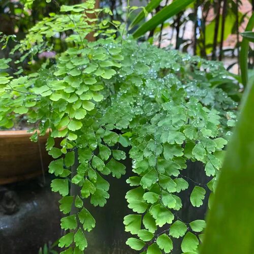 铁线蕨富贵厥室内耐阴蕨类植物