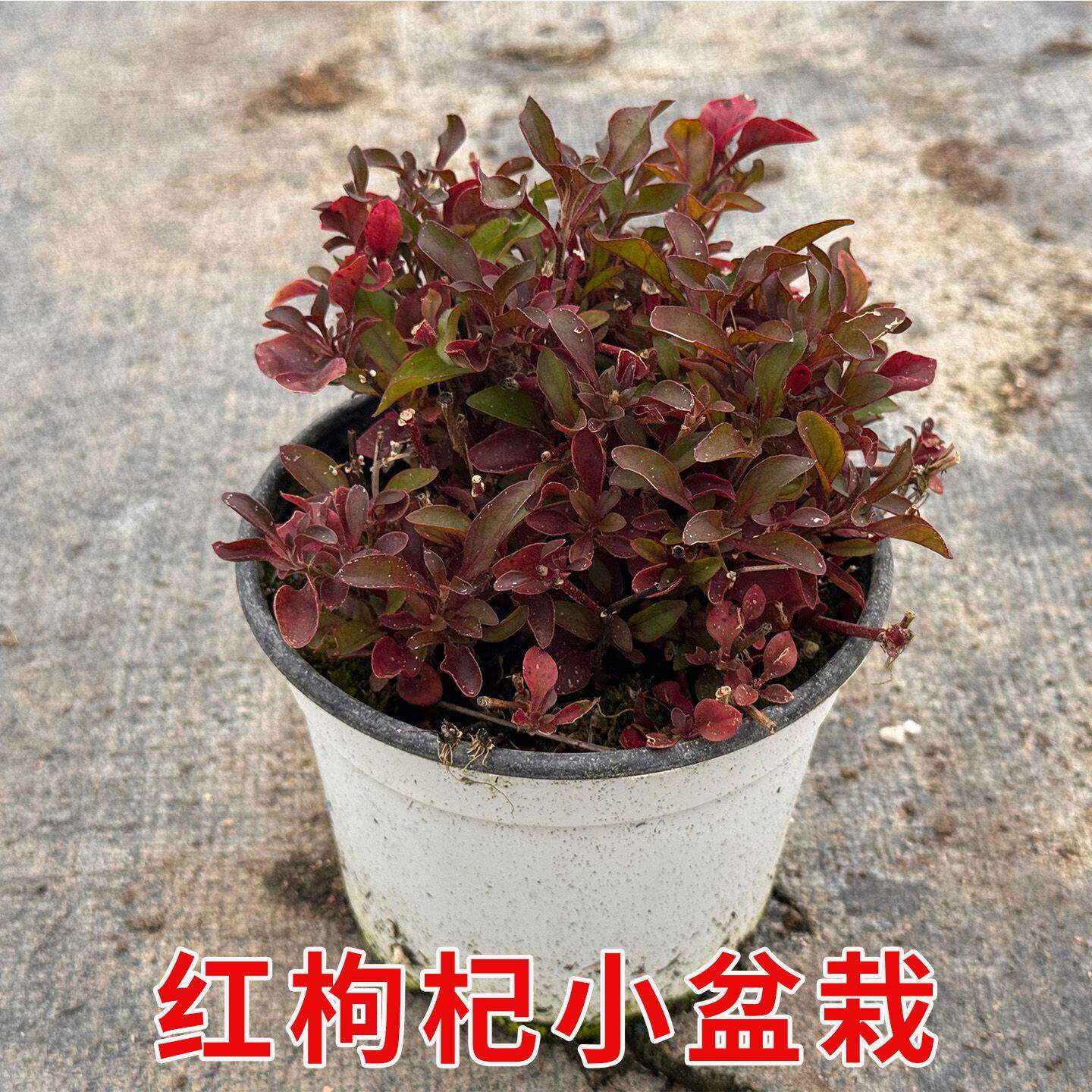 红枸杞提根盆景多年生桌面造型盆栽可食用中草药枸杞苗好养易成活