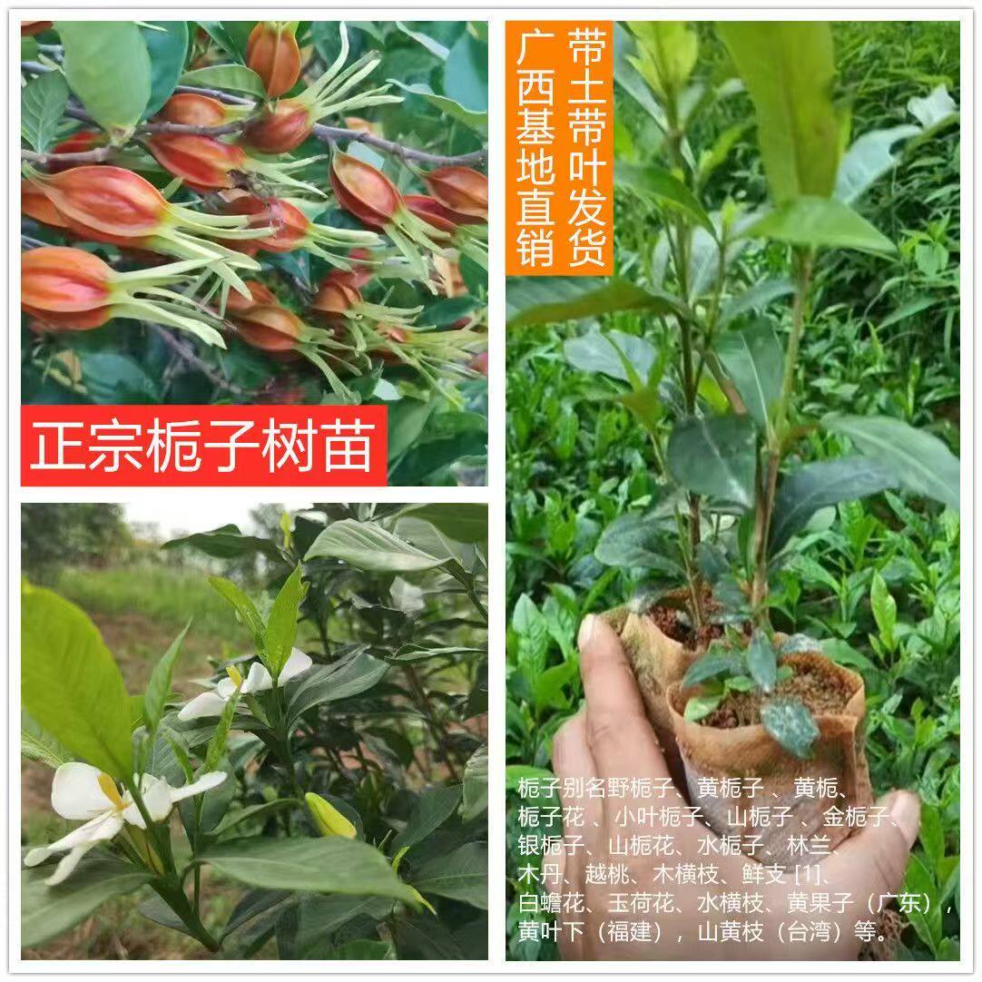 广西正宗黄栀子山栀子木丹营养杯树苗  高产庭院当年结果带叶发货