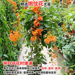 炮仗花苗爬藤植物常青鞭炮花苗大苗花苗攀援花卉红爆竹花围墙花苗