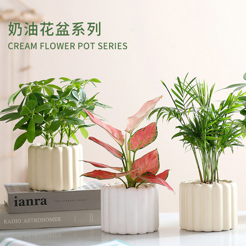 办公室桌面绿植发财树小盆栽花卉植物室内吊兰好养活四季虎皮兰