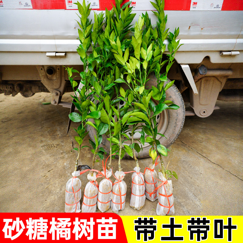 正宗无籽沙糖橘苗嫁接落叶灌木