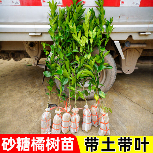 正宗无籽沙糖橘苗嫁接落叶灌木