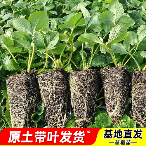 草莓苗带土带叶当年结果