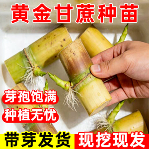 广西甘蔗种苗黄皮甘蔗种苗盆栽黄金甘蔗新鲜带芽发货黑皮甘蔗苗种