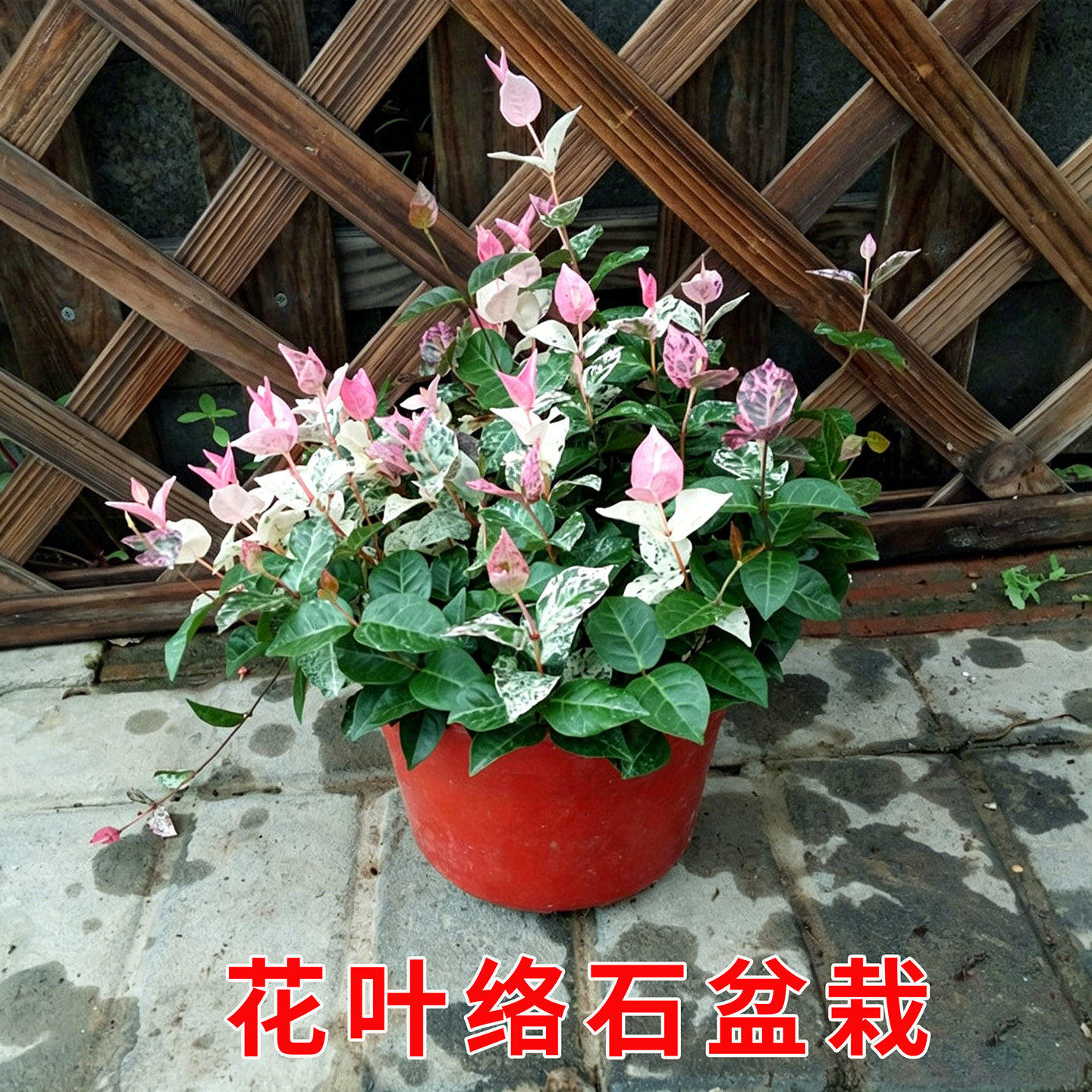 花叶络石花卉彩叶络石盆栽藤蔓吊兰爬藤植物阳台庭院种植基地直发