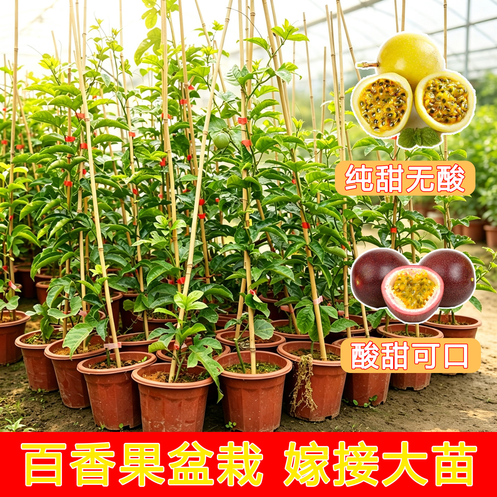 百香果树果苗正宗黄金百香果苗纯甜黄金果紫香苗四季庭院爬藤阳台图片
