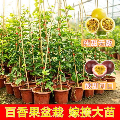百香果树果苗正宗黄金百香果苗纯甜黄金果紫香苗四季庭院爬藤阳台