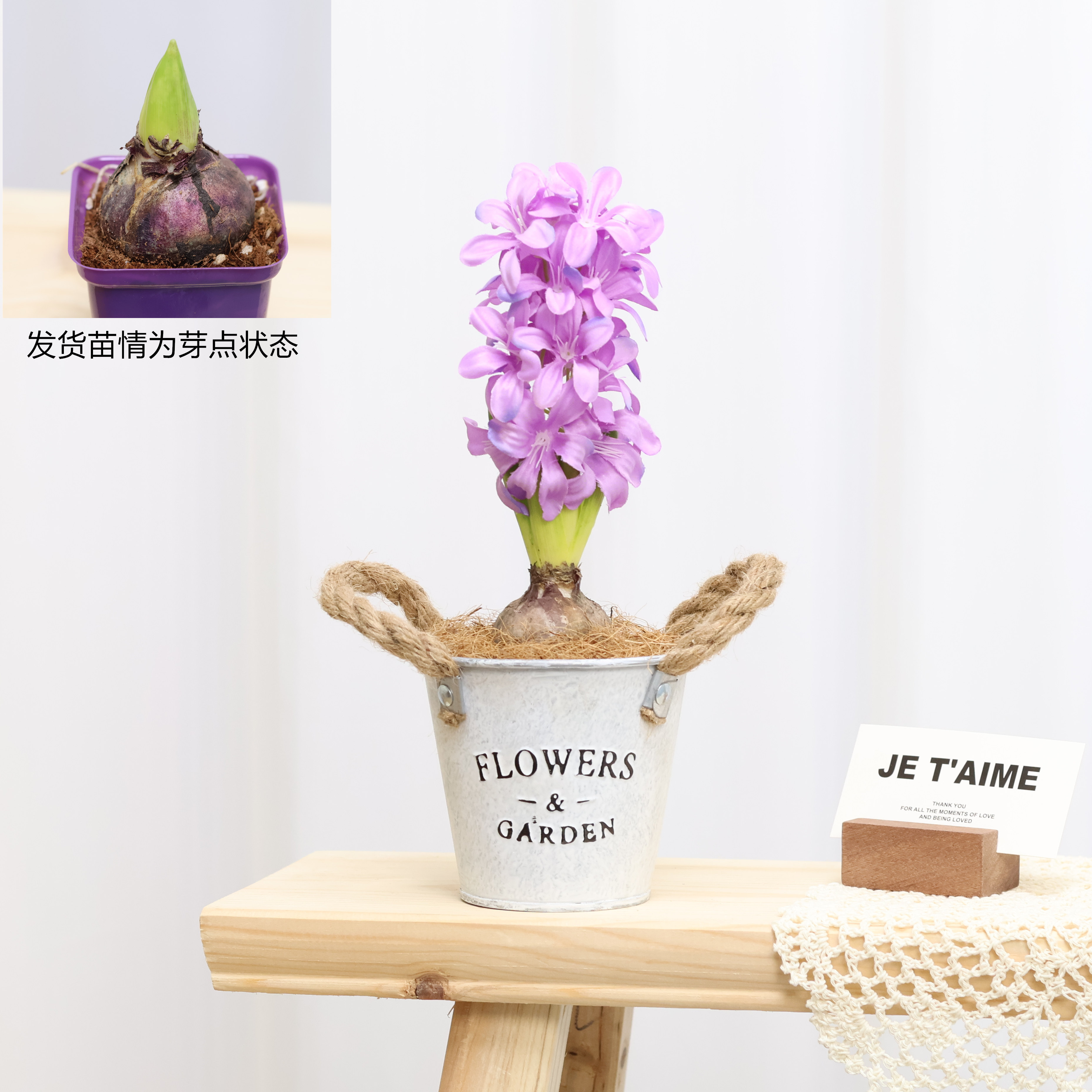 风信子种球水培套装荷兰进口四季水养花卉植物土培盆栽郁金香种子,鲜花速递/花卉仿真/绿植园艺,绿植,淘宝优惠券,粉丝福利购,淘宝优惠卷