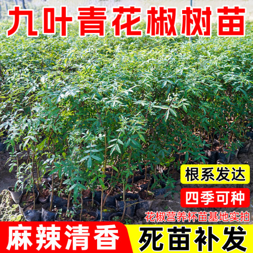 花椒树苗九叶青花椒大红袍花椒果苗果树地栽盆栽带土带叶当年结果