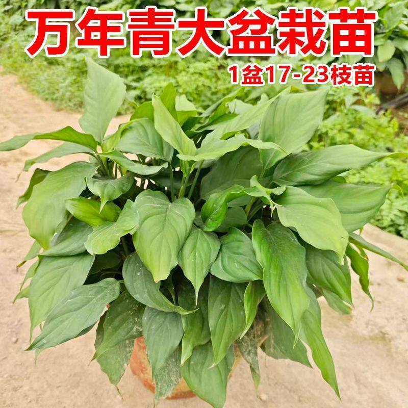 万年青盆栽种植苗室内绿植绿植四季常青耐阴绿植盆栽种植苗易养活