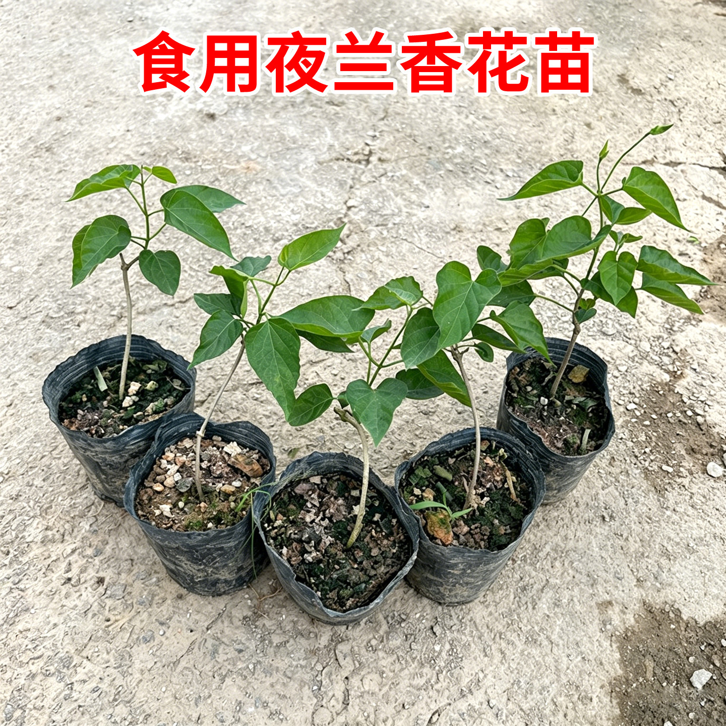 食用夜兰香花苗千里香藤本驱蚊盆栽基地直发阳台庭院种植带土带叶