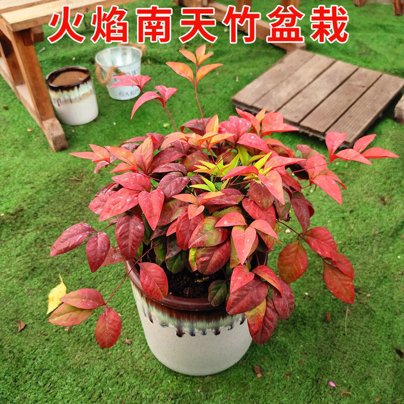 火焰南天竹盆栽庭院阳台种植绿植红叶南天竹花苗耐寒耐阴基地直发