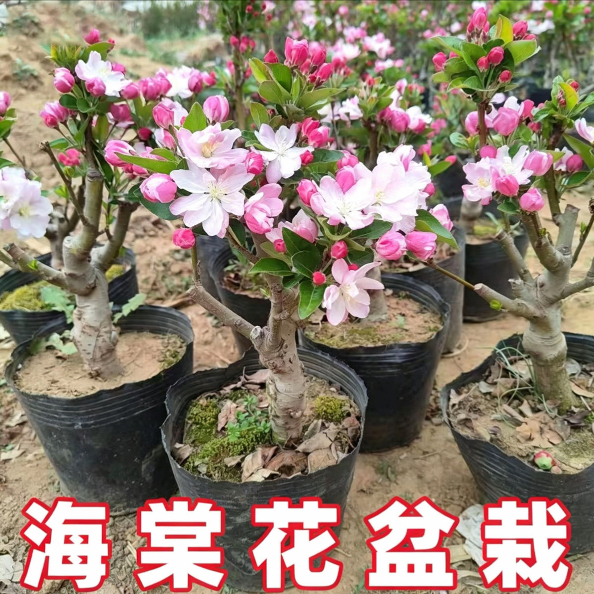 老桩西府海棠花粉色盆景花卉阳台室外海棠盆栽苗庭院耐寒花卉绿植