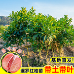 泰国暹罗红柚苗嫁接柚子树苗香水红柚特大果苗新品种纯甜三红柚子