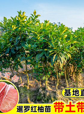 泰国暹罗红柚苗嫁接柚子树苗香水红柚特大果苗新品种纯甜红皮柚子