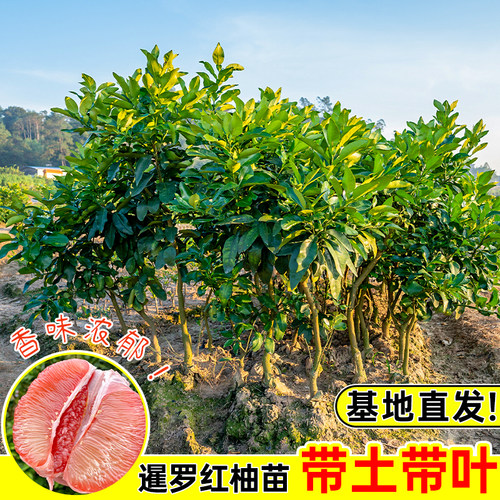 泰国暹罗红柚苗嫁接柚子树苗香水红柚特大果苗新品种纯甜三红柚子