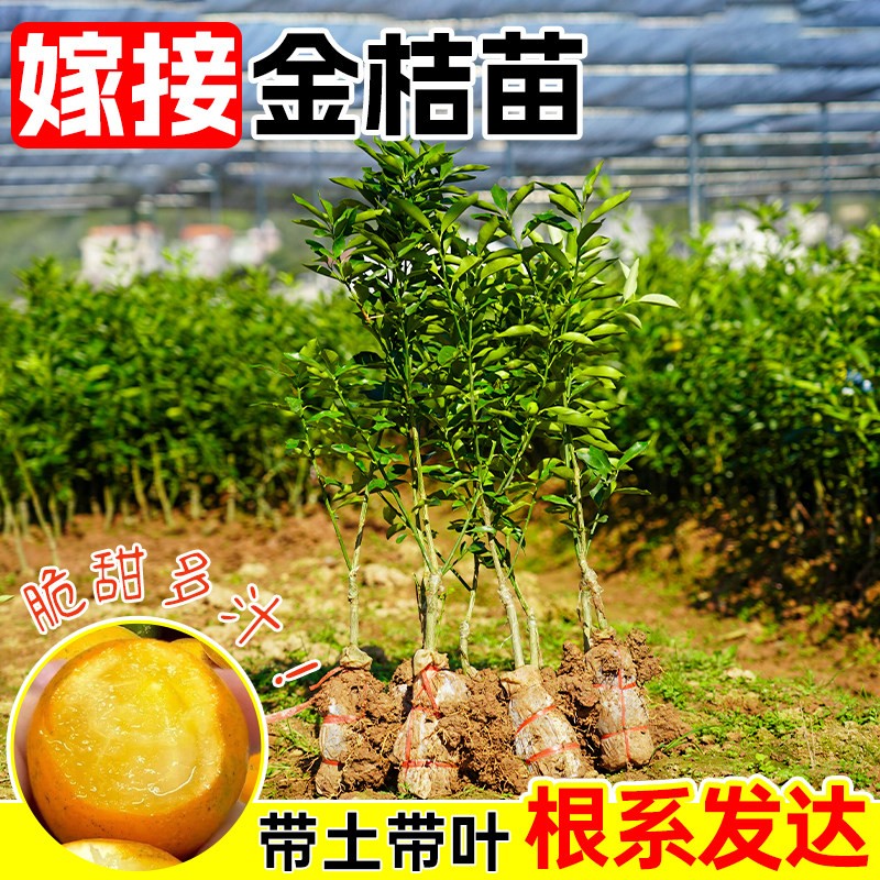 嫁接脆皮金桔盆栽带果南北可种