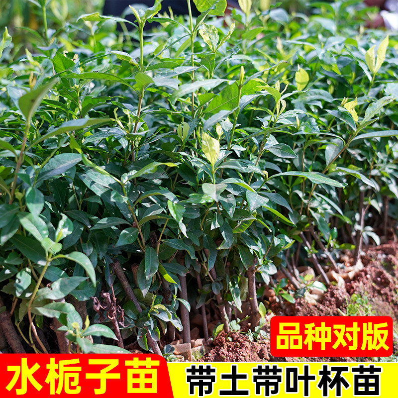 大叶栀子树苗水栀子树苗花苗果特苗基地现发现挖好种易活保湿发货