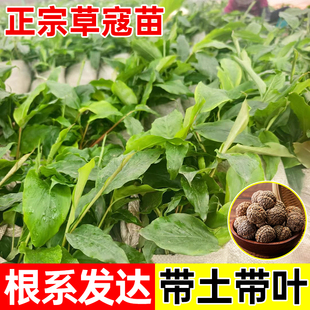 广西草豆蔻带土发货草寇草苗子地栽带土易活热带植物中草药
