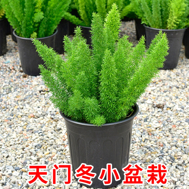 狐尾天门冬九尾狐盆栽绿植武竹观叶庭院阳台种植造景植物基地直发