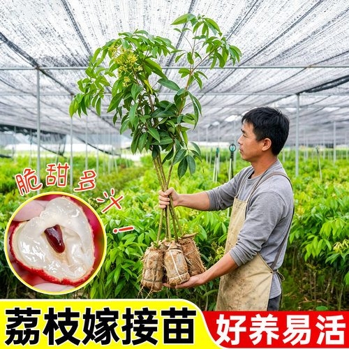 广西正品荔枝无核早熟带土带叶发