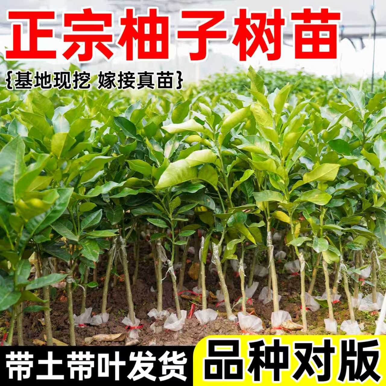 广西大沙田柚嫁接红心蜜柚树苗