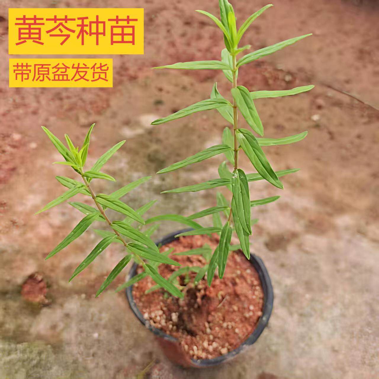 黄芩苗多年生中药材黄芩秧苗