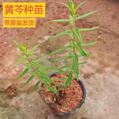 黄芩苗多年生中药材黄芩秧苗